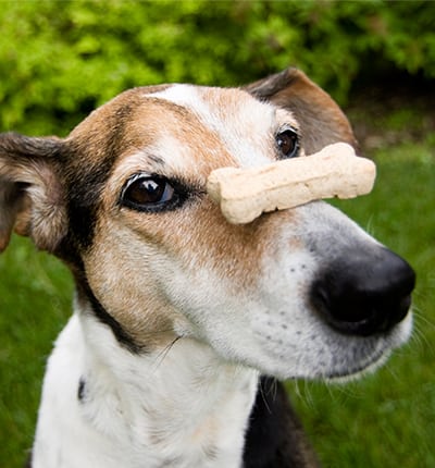 Veterinarians in Farmington Hills