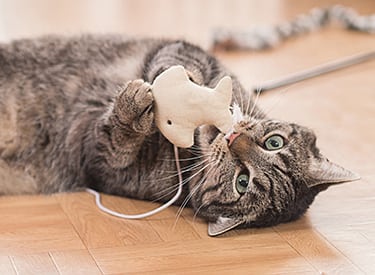 Cat Playing With a Toy