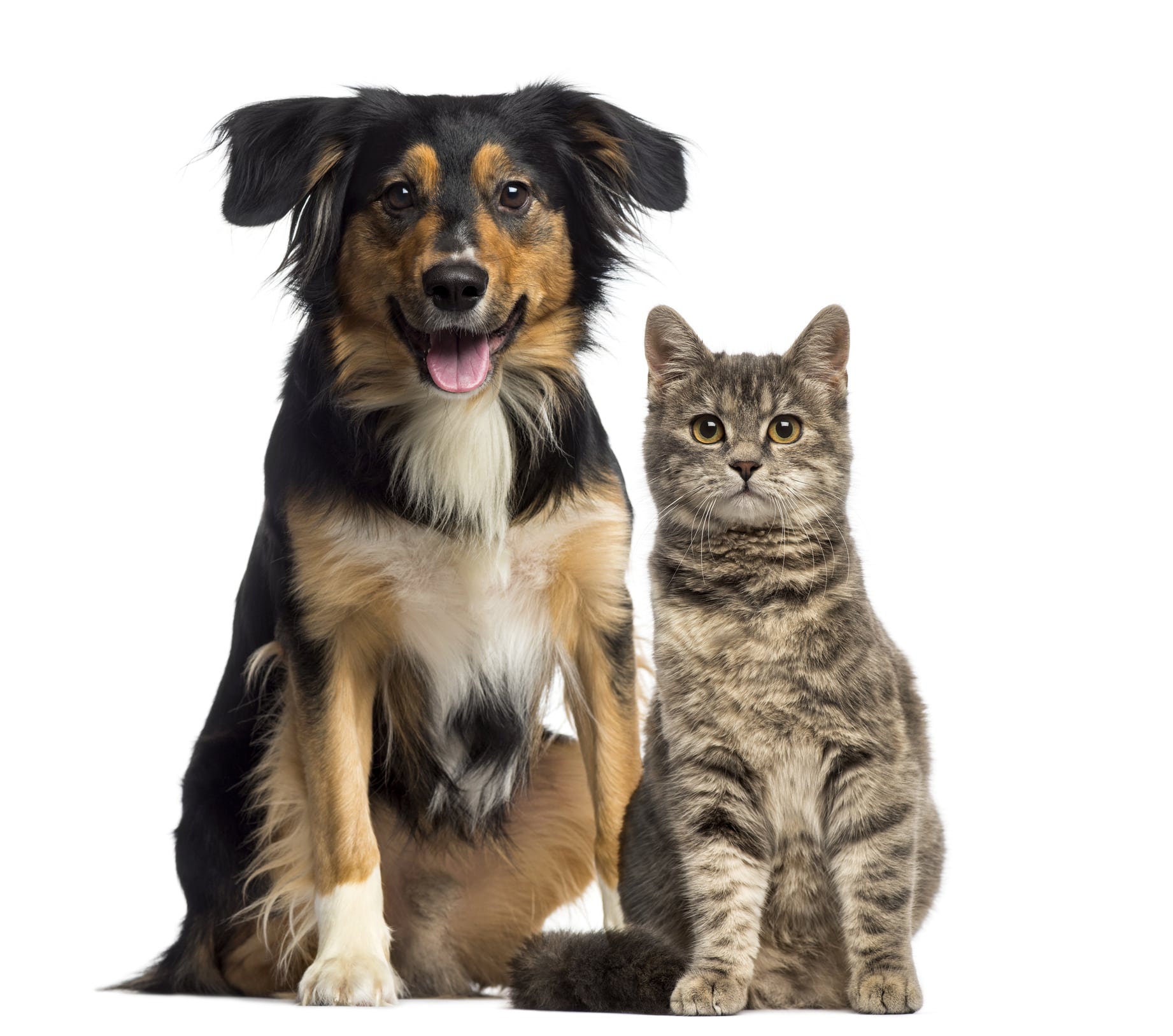 Pet Microchipping in Farmington Hills