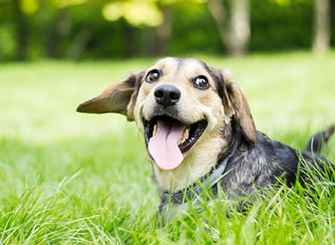 Veterinary Diagnostics in Farmington Hills