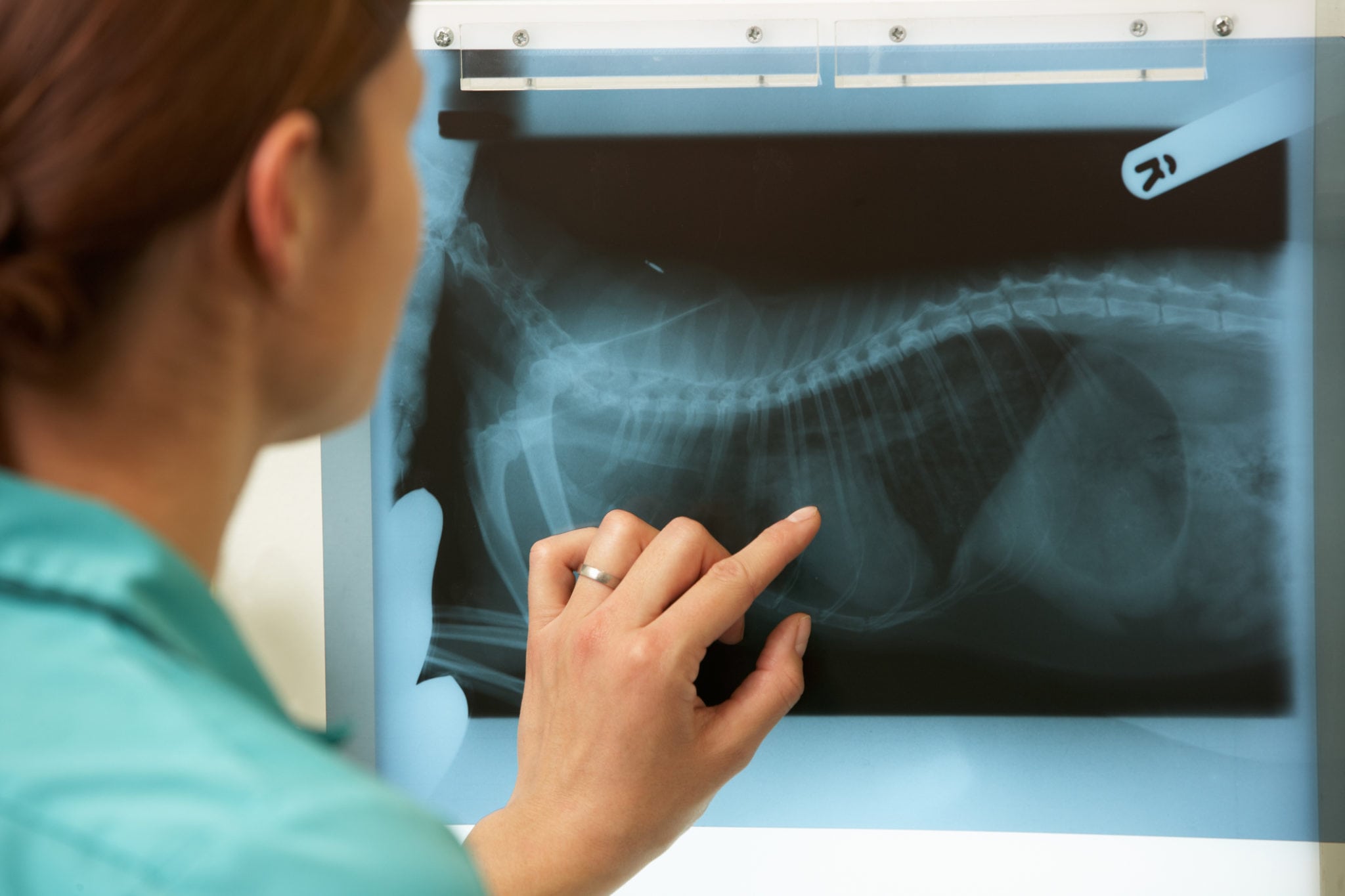 Veterinarian Reviewing a Dog's X-Ray