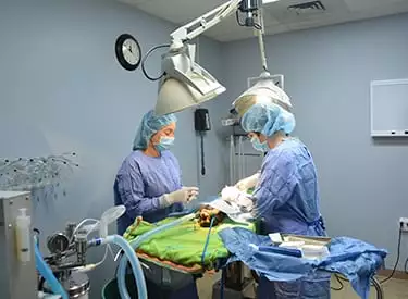 Dog and Cat Surgery in Farmington Hills, MI