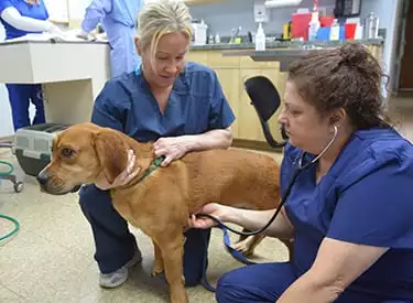 Two veterinarians checking a dog's heart beat