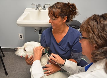 Wellness Exams for Pets in Farmington Hills, MI