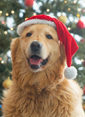Holiday Pet Safety in Farmington Hills: Dog Wearing Santa Hat
